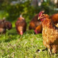 Geflügel beziehen wir von einem Hof am Fuß des Vogelsberg – dort können die Hühner frei herumlaufen (übrigens es ist auch unser Lieferant für freilaufende Lämmer)